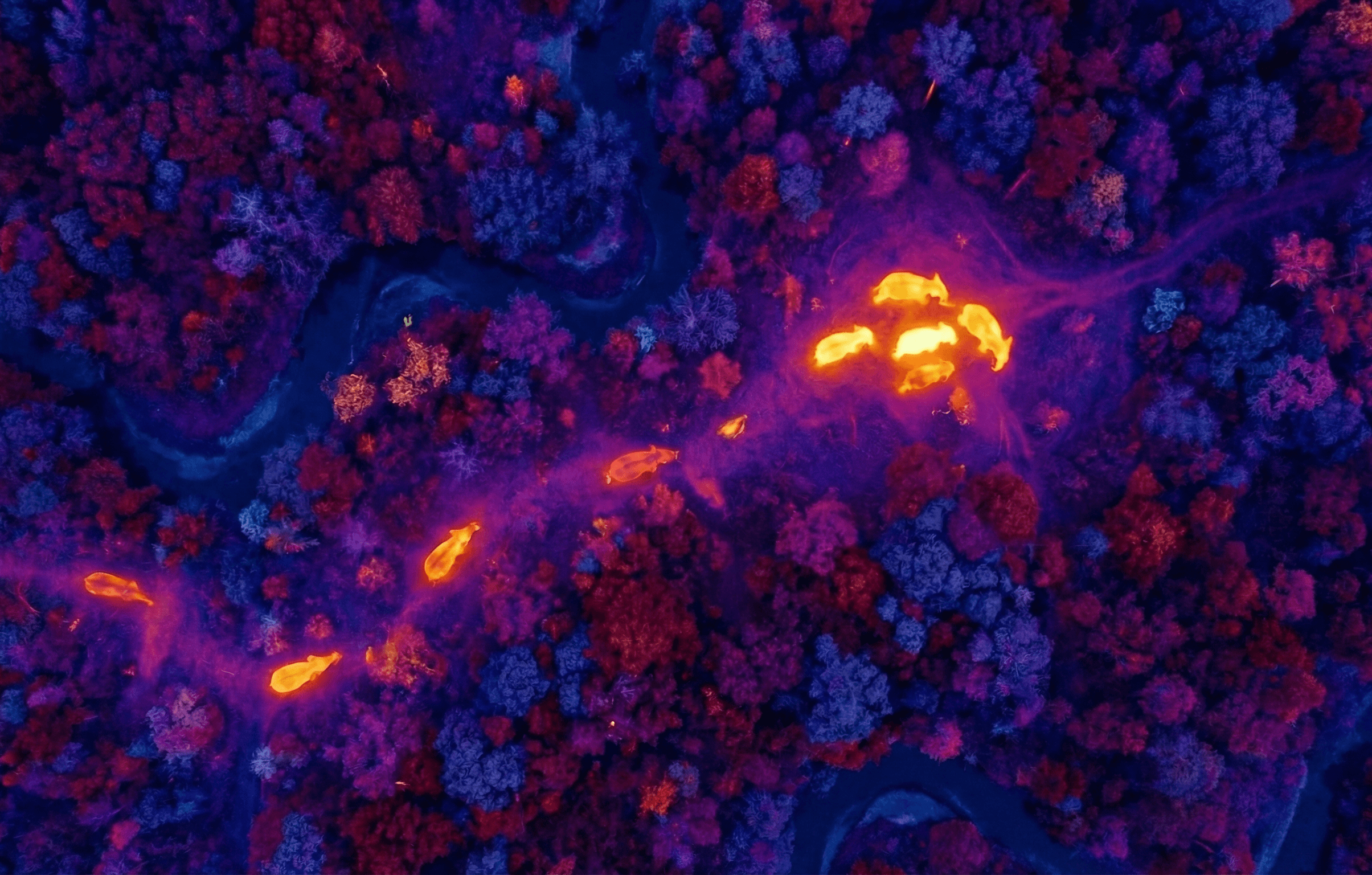 Thermal vision of elephants in forest